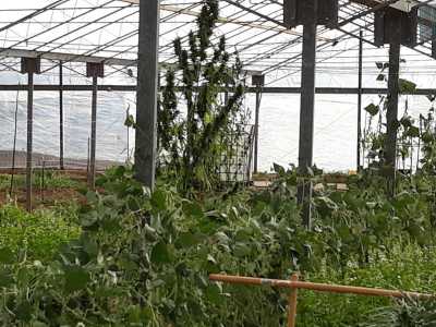 �Usiamo semi certificati dall'Unione Europea - evidenzia l'imprenditore - e pratichiamo un'agricoltura sinergica...�
